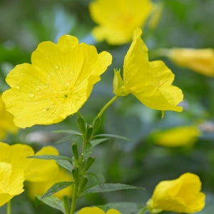 Evening primrose used to make evening primrose oil