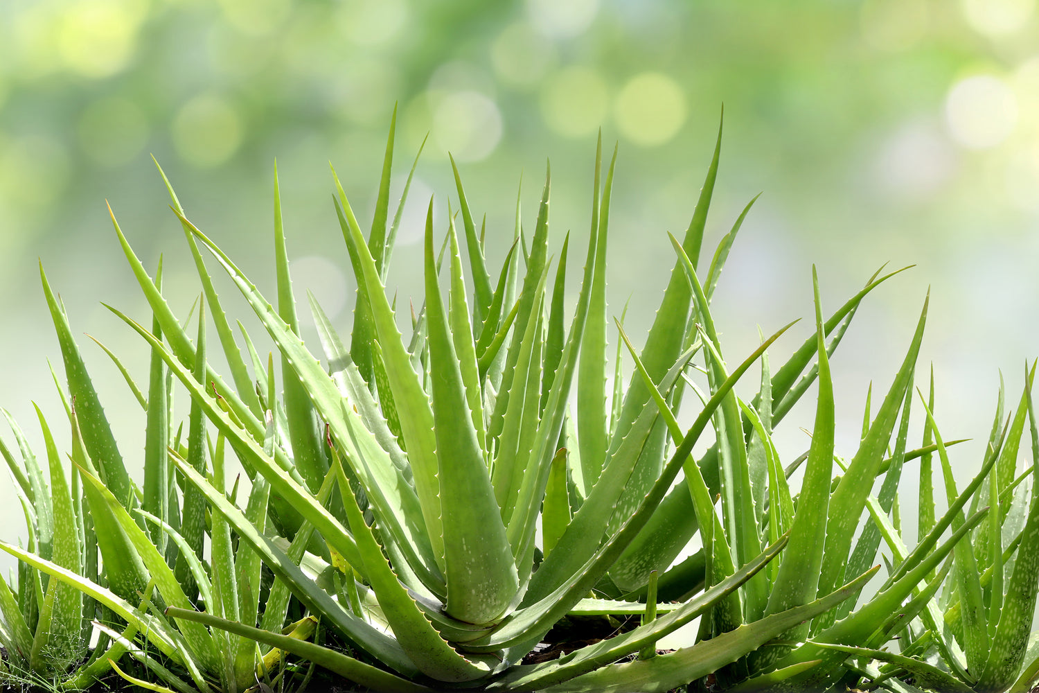 What's So Special About Aloe?