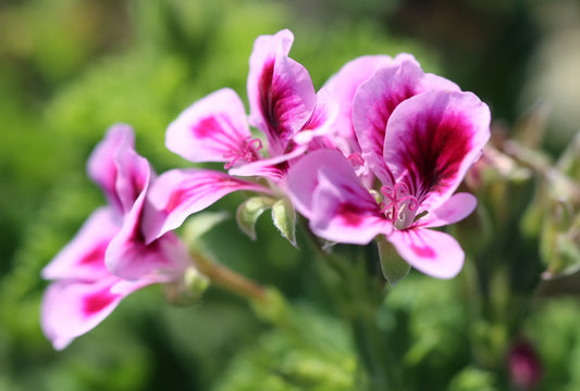 What's So Special About Rose Geranium Oil?