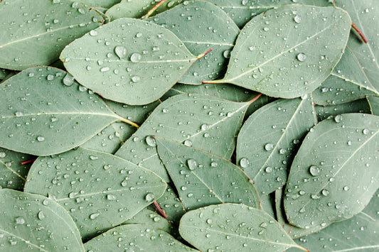 What's So Special About Eucalyptus?