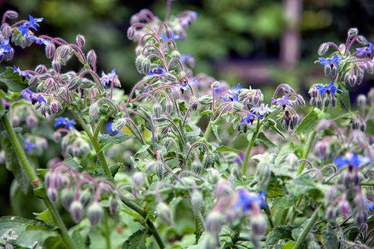 What's So Special About Borage Seed Oil?