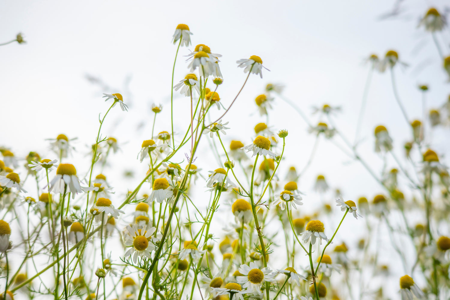 What's So Special About Chamomile?